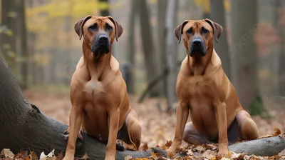 Большие собаки, Топ-12 пород с фотографиями