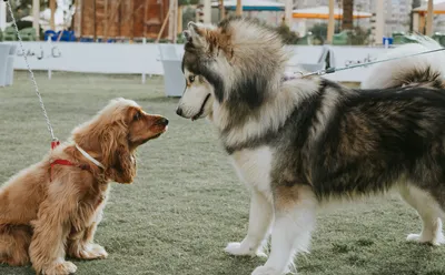 Собаки-гиганты во Владимире устраивают хоровое пение