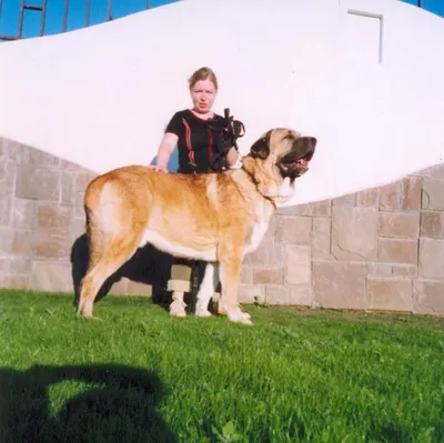 Картинки самая большая собака в мире - 84 фото