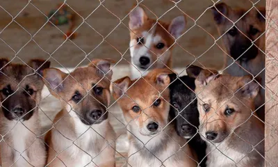 Вытащили из ада: как жили собаки в питомнике, который шокировал всю  Беларусь - 11.02.2022, Sputnik Беларусь