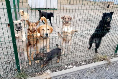 Приют Лада эвакуировали, из Бахмута вывезли 150 собак