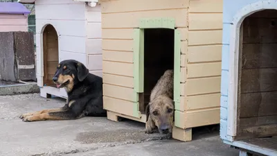 Они вас ждут. Как живут собаки в белгородском приюте «Лучик надежды» |  События | ОБЩЕСТВО | АиФ Белгород