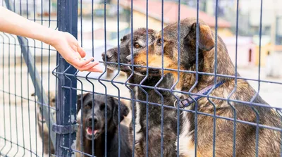 Зоозабота в Казани: истории хозяев собак из приюта - Инде
