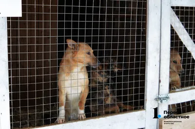 Почему люди жестокие»: репортаж из собачьего приюта в Кокшетау