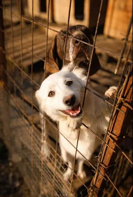 Собаки за решёткой в приюте для животных Стоковое Изображение - изображение  насчитывающей шерсть, клетка: 234020489