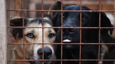 Более 100 собак из приюта нашли хозяев в Брянске | Природа и животные |  ОБЩЕСТВО | АиФ Брянск