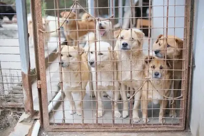 Во владимирском приюте «Дорога добра» будут лечить с помощью собак - KP.RU
