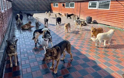 Пять собак из приюта нашли новых хозяев