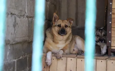 Зоозащитники рассказали, что боятся за жизнь собак из приюта «Островок  надежды» в Ленобласти