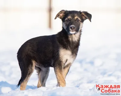 Собаки приюта получили вкусные и полезные подарки - Благотворительный фонд  помощи животным Динго