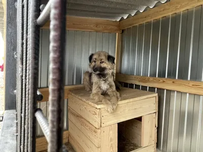 В Башкирии более 200 собак могут оказаться на улице из-за закрытия приюта -  Российская газета