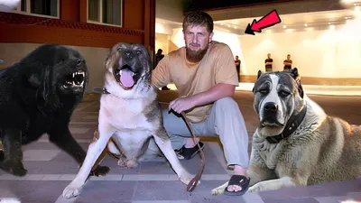 Какие собаки живут у Рамзана Кадырова? Рассказываю | Чеченский след | Дзен