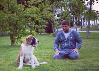 Пропавшая собака Кадырова нашлась в Ингушетии - Korrespondent.net