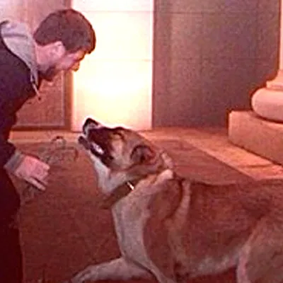 Пропавшего пса Кадырова искали всей Чечней, а нашли в Instagram - KP.RU