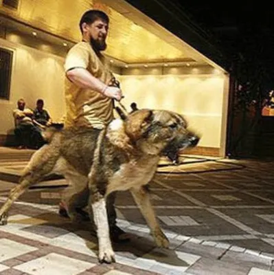 Российский ''волонтер'' подарил Кадырову собаку, украденную у пленной  защитницы ''Азовстали'' - Общество - StopCor