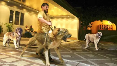 Какие собаки охраняют дом Рамзана Кадырова, и его семью. - YouTube