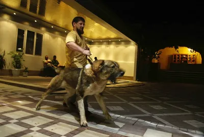 Какие собаки живут у Рамзана Кадырова? Рассказываю | Чеченский след | Дзен