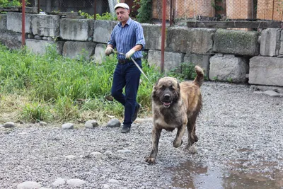 Рамзан Кадыров подобрал на улице бездомного щенка с больной лапой - YouTube