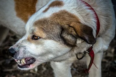 20 собак и хамелеон в кармане: как волонтеры эвакуировали животных из-под  обстрелов