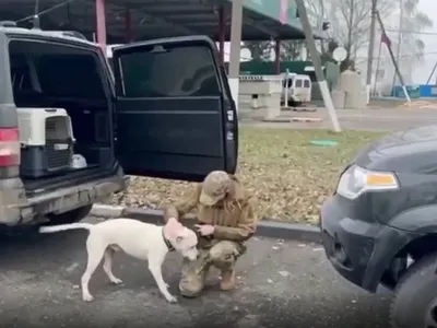 Кадырова растрогала история дружбы собаки и слепого котенка — Блокнот Россия