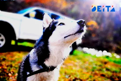 В Нелидово начали проверку из-за нападения собаки на женщину | официальный  сайт «Тверские ведомости»