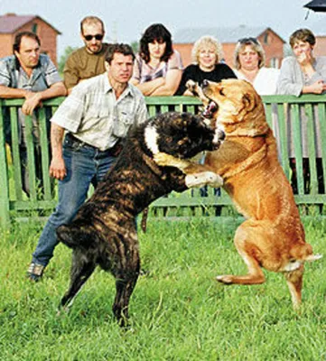 Жизнь собачья: кто помогает животным в Грозном?