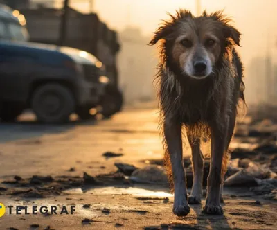 Пропала собака по адресу мост Кадырова, Кличка Симба | Pet911.ru