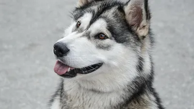 хаски (husky, сибирская хаски, сибирский хаски, ) :: шапка из кота :: зима  :: коте :: собака (собакен, песель, пес) / смешные картинки и другие  приколы: комиксы, гиф анимация, видео, лучший интеллектуальный юмор.