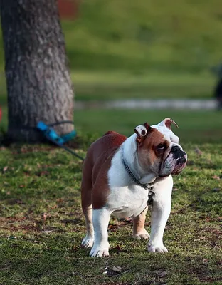 Породы собак лучшие 🐕 для содержания в квартире? - Гульдог