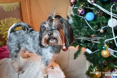 Dogi - Французский бульдог изначально собака-компаньон, веселая, ласковая и  удивительно разумная. В соответствии с классификацией пород, принятой в  FCI, относится к IX группе - собаки-компаньоны для охраны и забавы, однако  состоит в