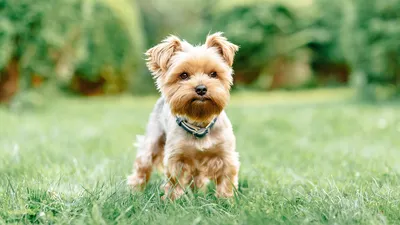 Басенджи: собака, которая не умеет лаять. | ВКонтакте