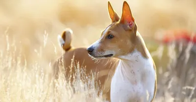 12 самых тихих пород собак, которые практически не лают — Lifter