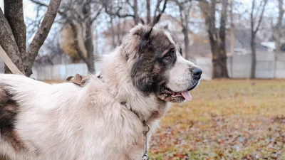 Кинолог назвал самые тихие породы собак | ИА “ОнлайнТамбов.ру”