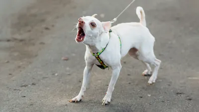 Видео: Породы собак, которые почти не лают