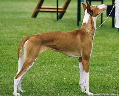 ✓ Басенджи - африканская нелающая собака. Порода с многовековой историей -  YouTube