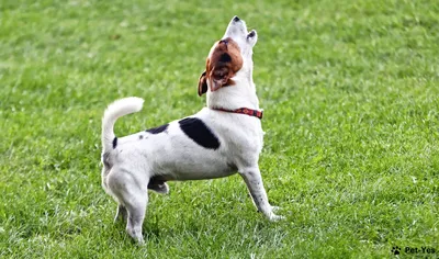 Родезийский риджбек - Порода собак - Информация и особенностях | Хиллс