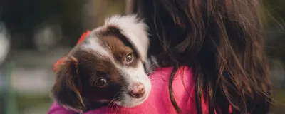 7 маленьких собак, которые меньше всего линяют - Питомцы Mail.ru