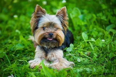 До какого размера растут Maltipoo?