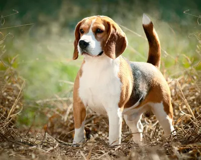 Дратхаар собака: фото, характер, описание породы