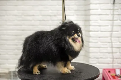 10 собак, у которых хочется узнать имя их парикмахера, чтобы никогда к нему  не попасть