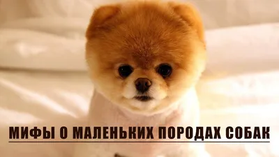 Не только йорки: 5 мелких пород собак для легкого содержания в квартире (и  одна – для нелегкого) - Питомцы Mail.ru