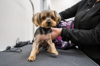 Кинологи развеяли пять мифов о собаках мелких пород | Ветеринария и жизнь