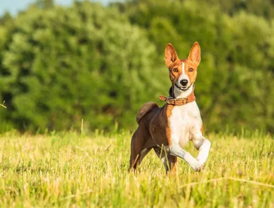 Самые маленькие породы собак в мире - фото и описание | РБК Украина