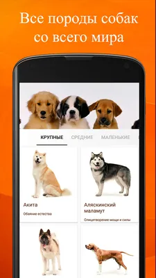 Перечень потенциально опасных пород собак в РФ