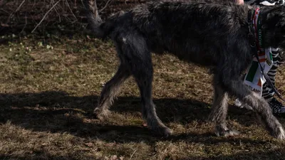 Собаки мутанты кусают прохожих, в …» — создано в Шедевруме