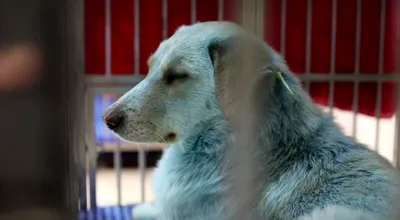 Собака-Мутант - мутант собаки с острым хвостом и зубами» — создано в  Шедевруме