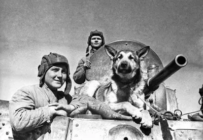 Собаки на войне фото 