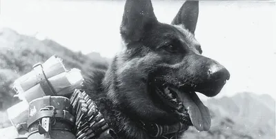 Собаки на войне | Sobitie
