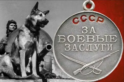 Псы-герои: как собаки помогали солдатам на Великой Отечественной войне. —  DRIVE2