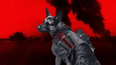 Советские собаки во время Великой Отечественной войны. Их подвиги и  знаменитый Джульбарс на кителе Генералиссимуса